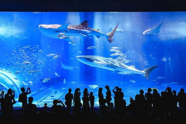 美ら海水族館